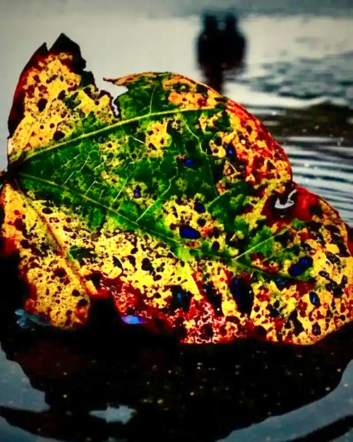 A close-up photograph of a wet, multicolored leaf floating on dark water, with a blurred reflection and a small dark shape in the background.